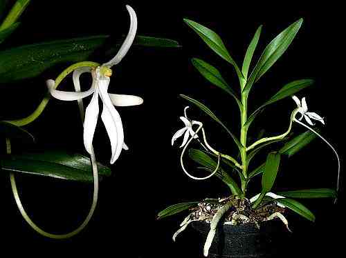 Jumellea comorensis
